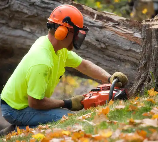 tree services Beach City